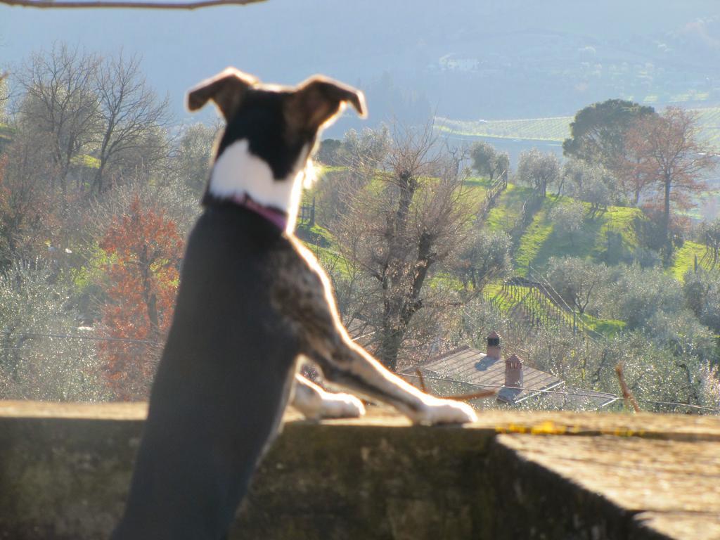 Agriturismo La Fontaccia Rufina Dış mekan fotoğraf